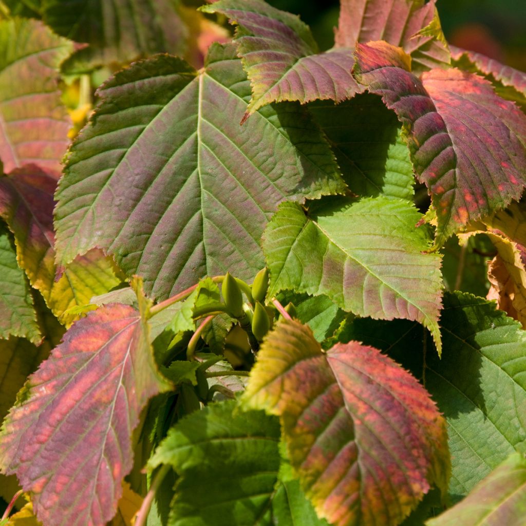 Acer davidii  - Erable du père David, Erable peau de serpent, Erable jaspé