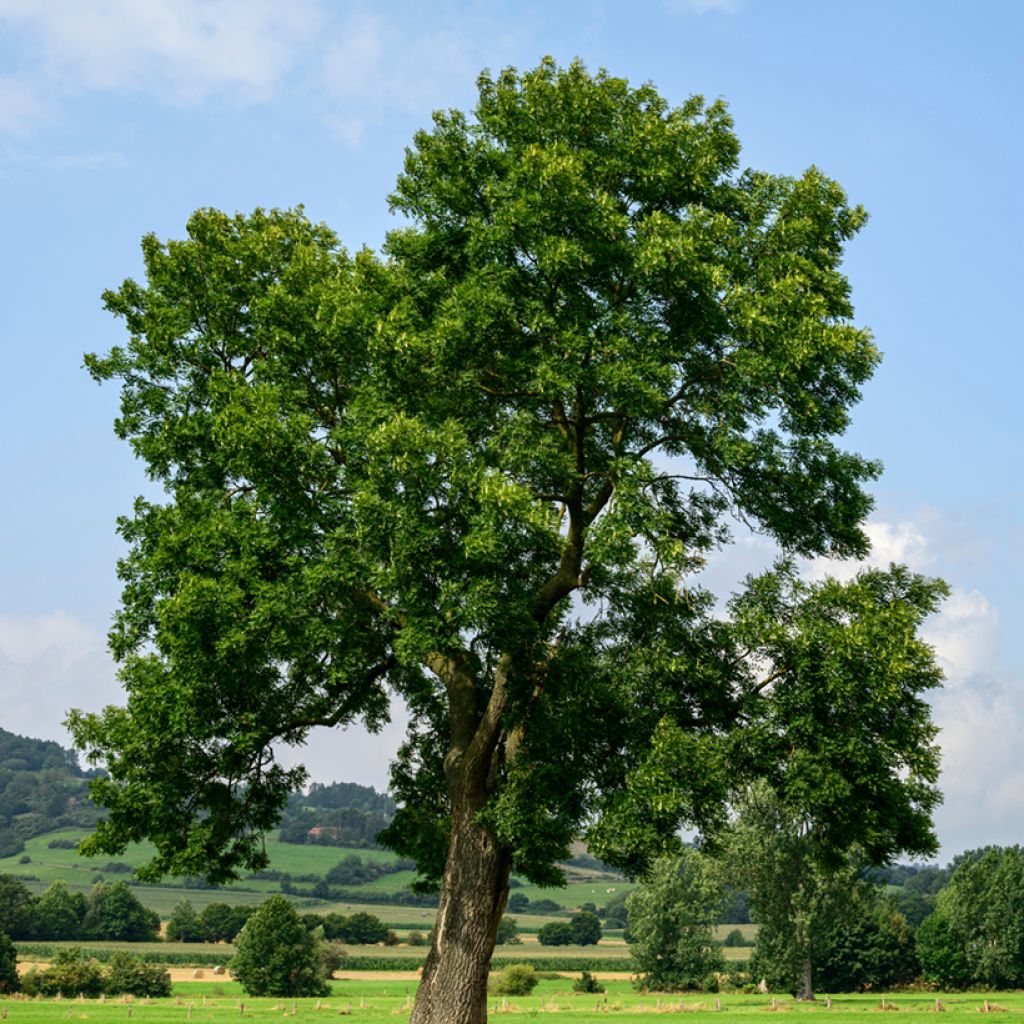 Fraxinus excelsior seeds - Common ash