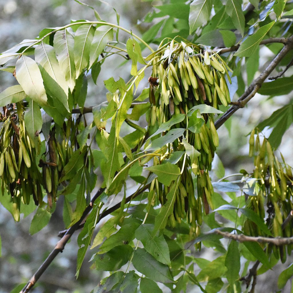 Fraxinus excelsior seeds - Common ash
