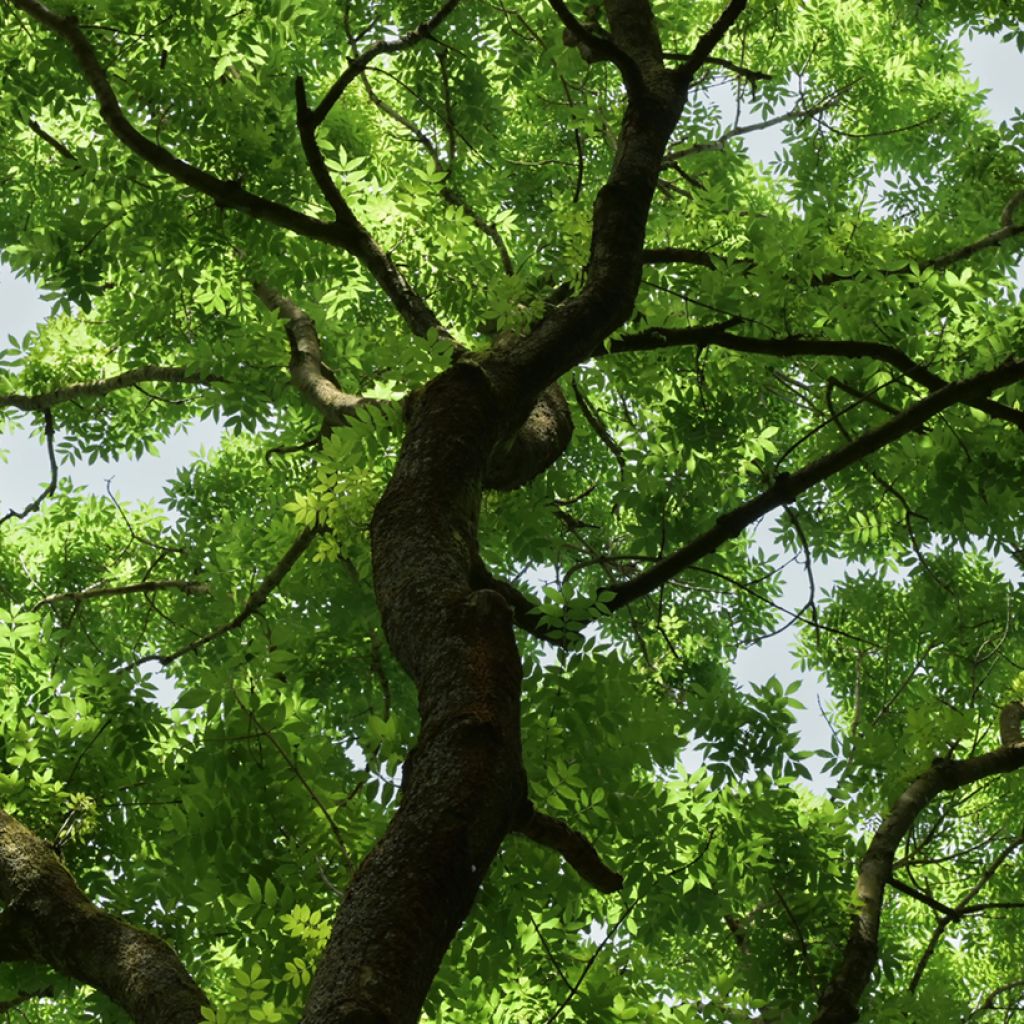 Fraxinus excelsior seeds - Common ash