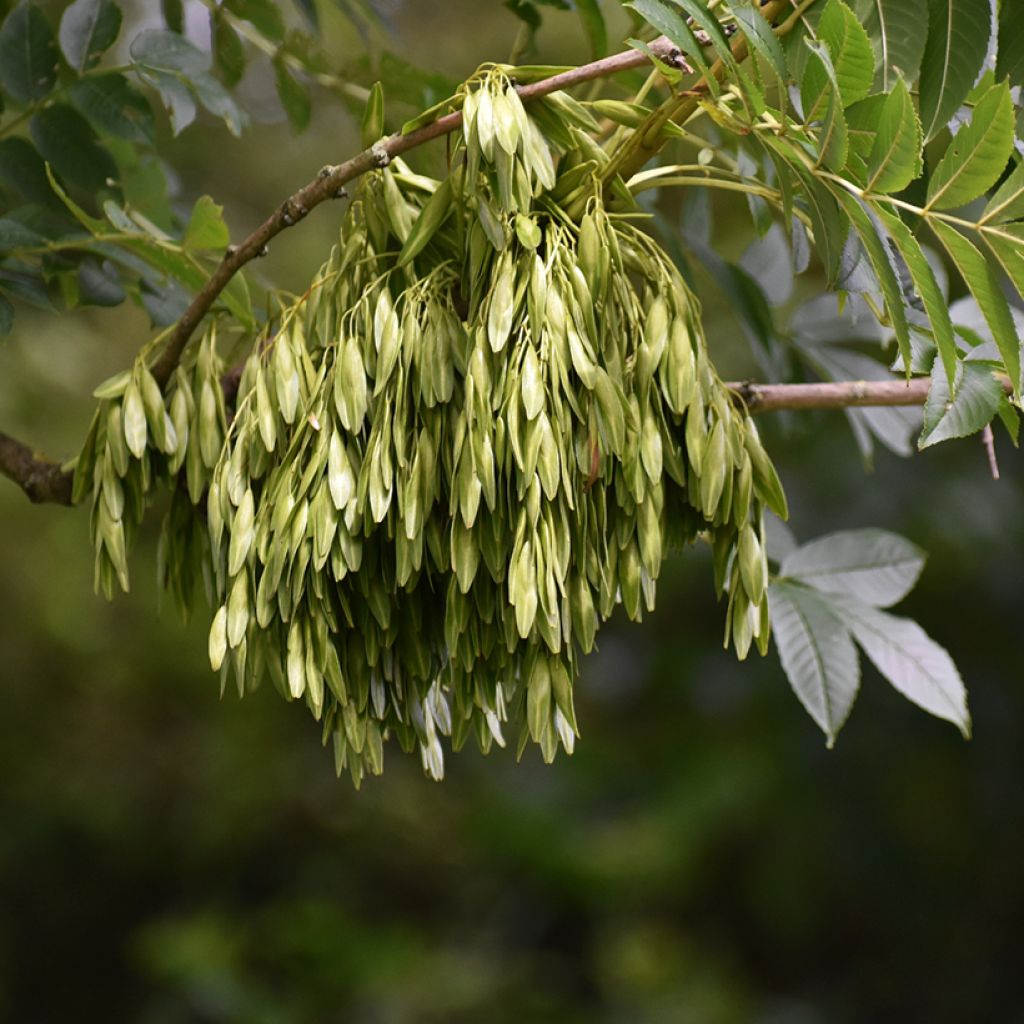 Fraxinus excelsior seeds - Common ash