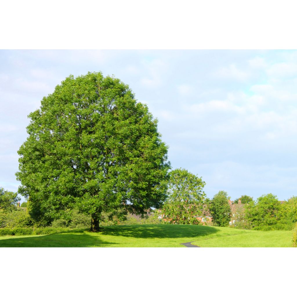 Fraxinus excelsior seeds - Common ash