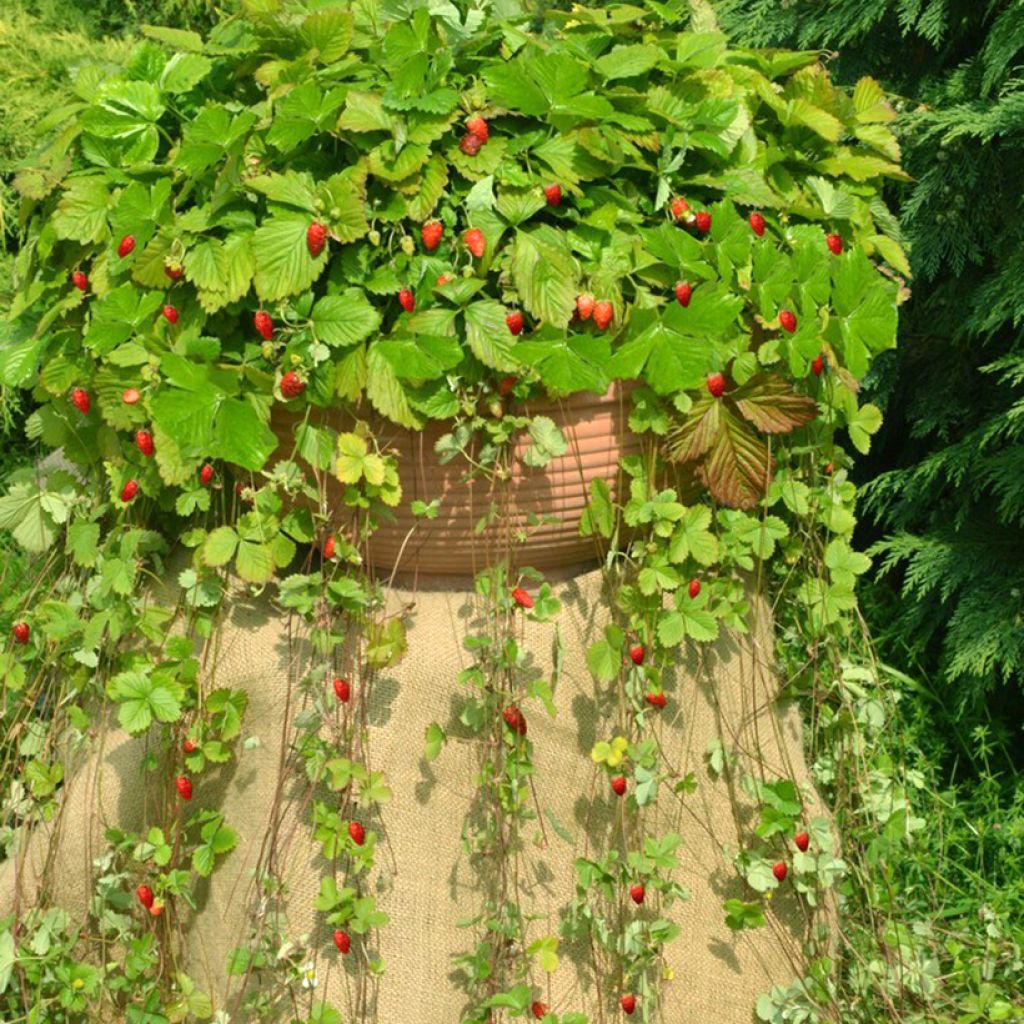 Wild Strawberry Attila seeds - Fragaria vesca