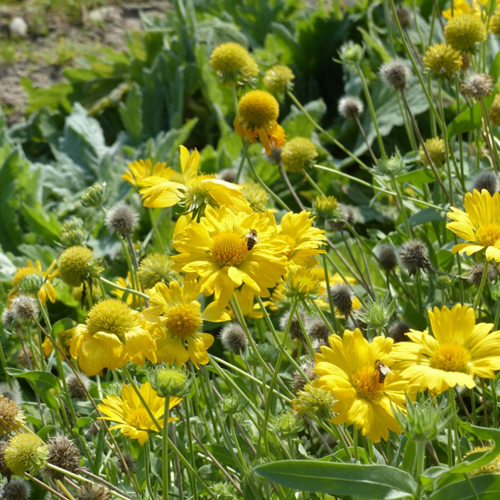Gaillardia grandiflora Aurea Pura seeds