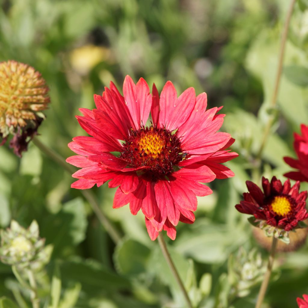 Gaillardia Burgunder seeds - Great Blanket flower