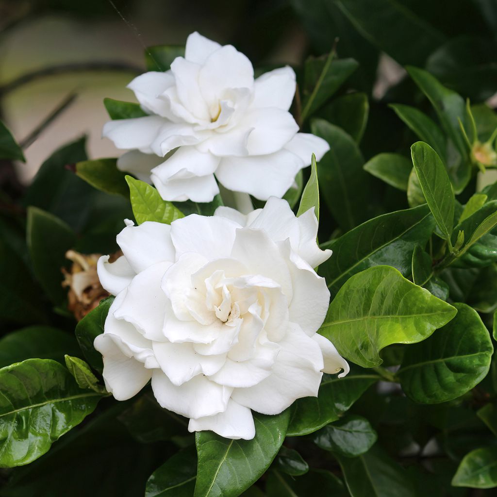 Gardenia jasminoides - Cape Jasmine Seeds