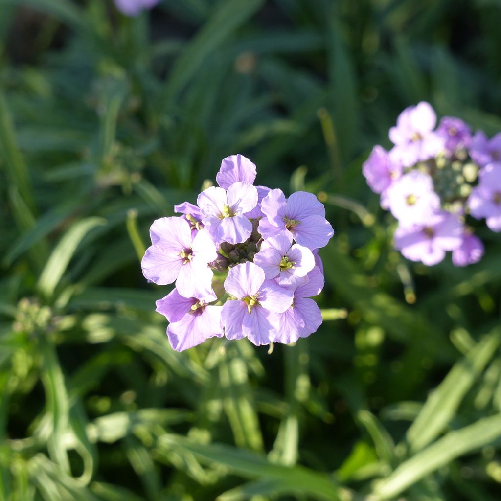 Wallflower Little Kiss lilac seeds - Erysimum linifolium