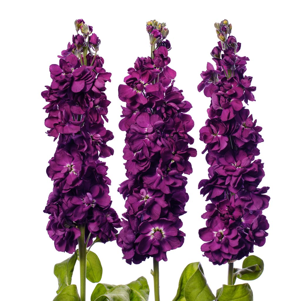 Matthiola incana 'Milla Aubergine' - Grande giroflée Milla Aubergine, Giroflée des jardins, Giroflée des fleuristes, Giroflée quarantaine