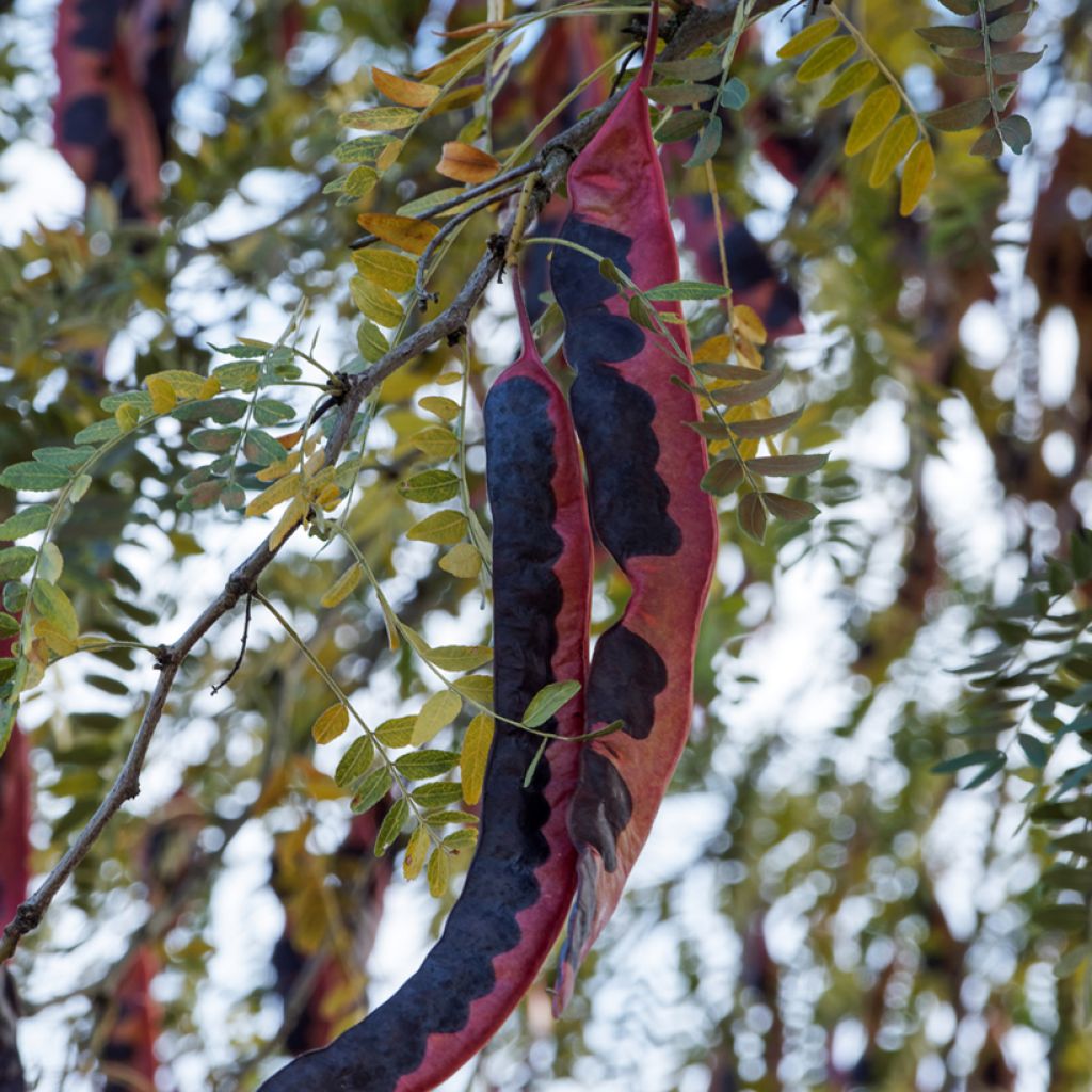 Gleditsia triacanthos f. inermis seeds - Thornless honey locust