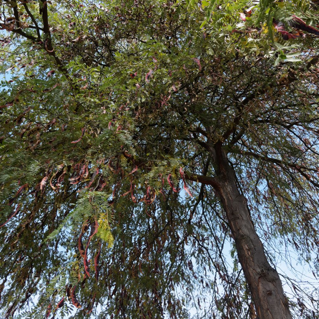 Gleditsia triacanthos f. inermis seeds - Thornless honey locust