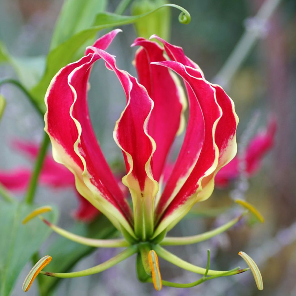 Gloriosa superba Rothschildiana seeds - Glory lily