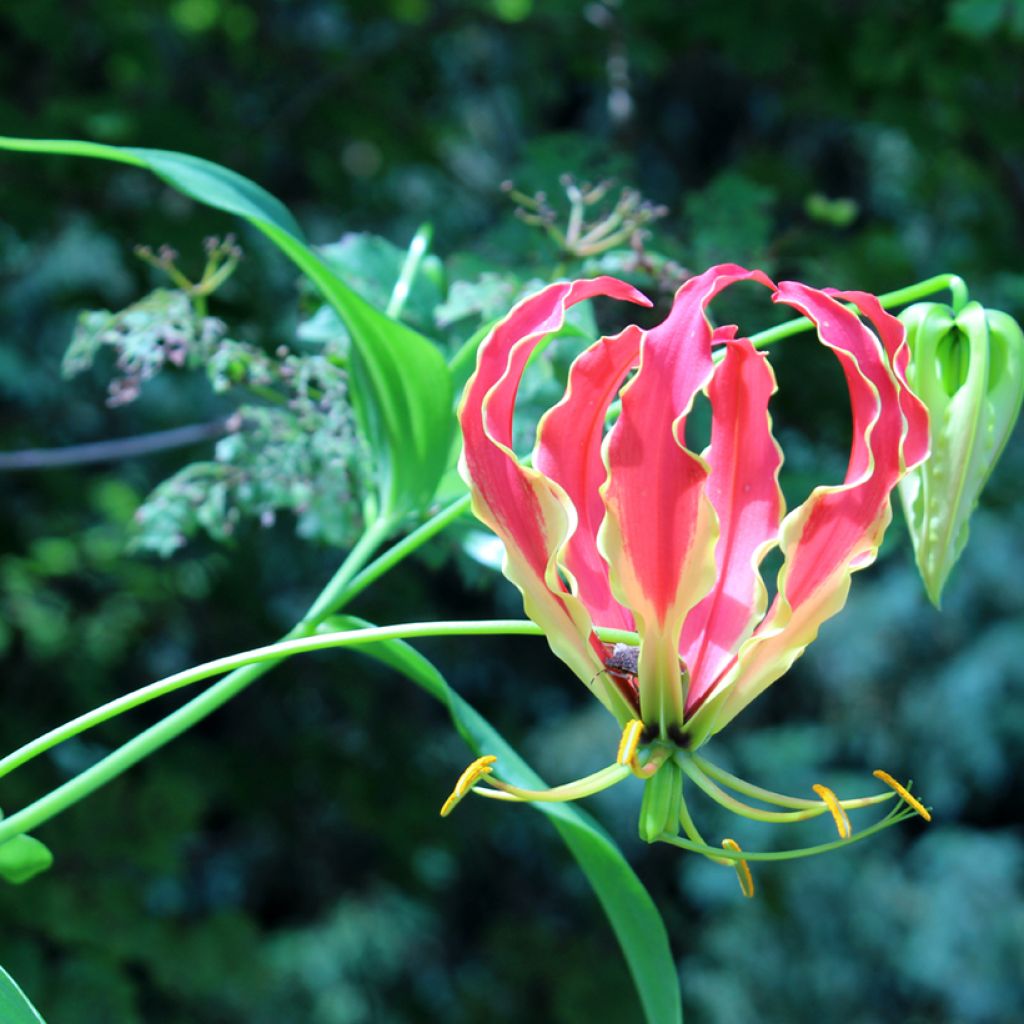 Gloriosa superba Rothschildiana seeds - Glory lily