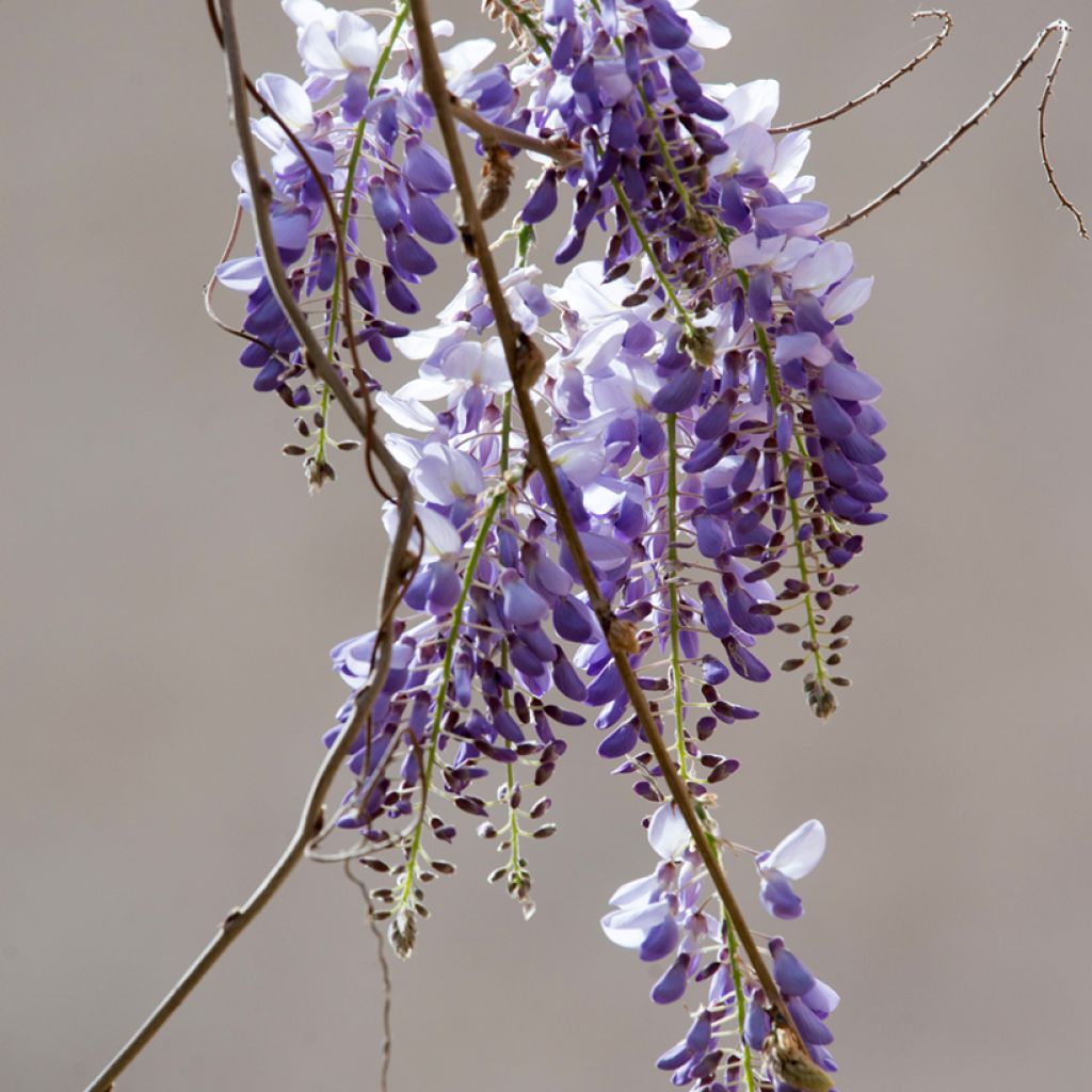 Wisteria sinensis seeds - Chinese wisteria