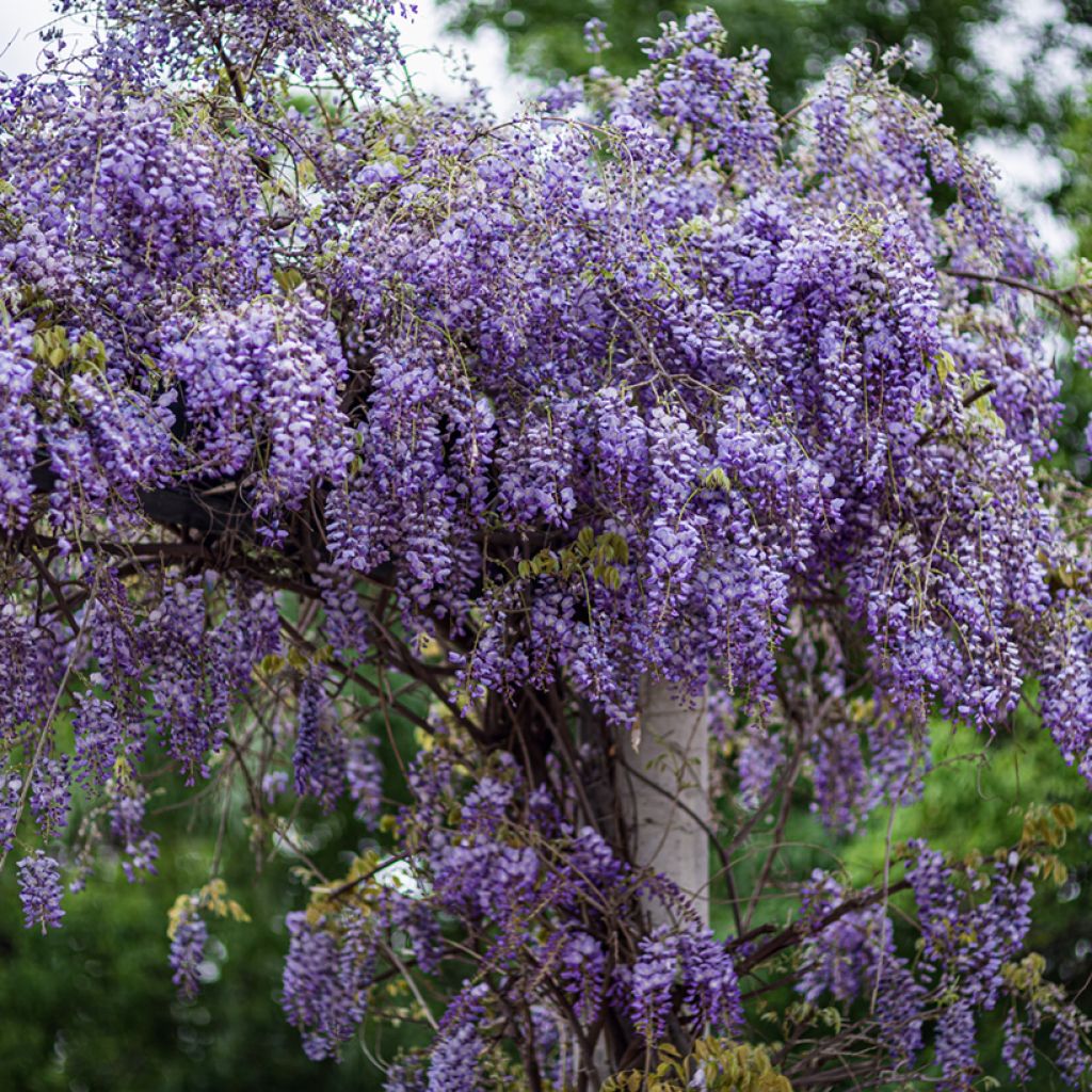 Wisteria sinensis seeds - Chinese wisteria