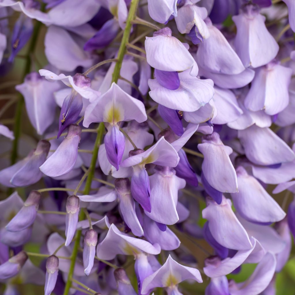 Wisteria sinensis seeds - Chinese wisteria