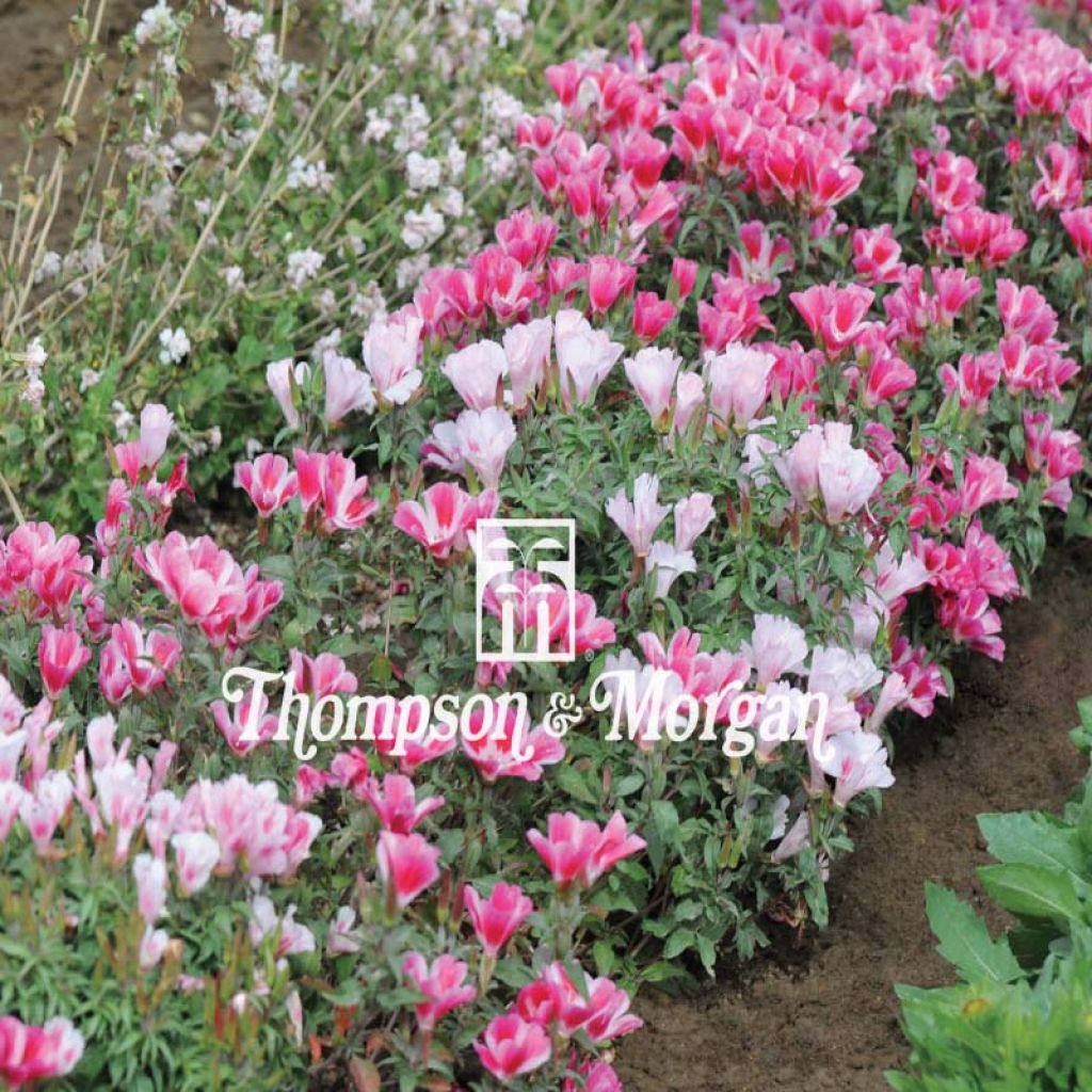 Godetia Improved Dwarf Mix Seeds - Clarkia