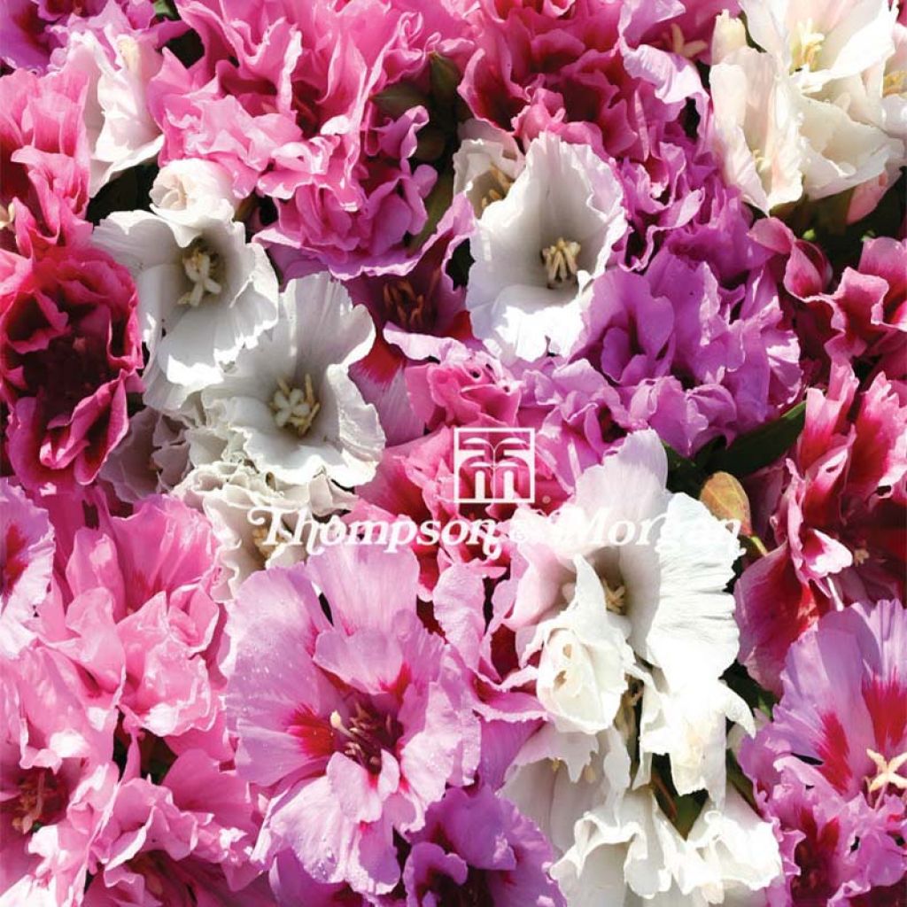Godetia Pastel Posies Mixed Seeds - Clarkia
