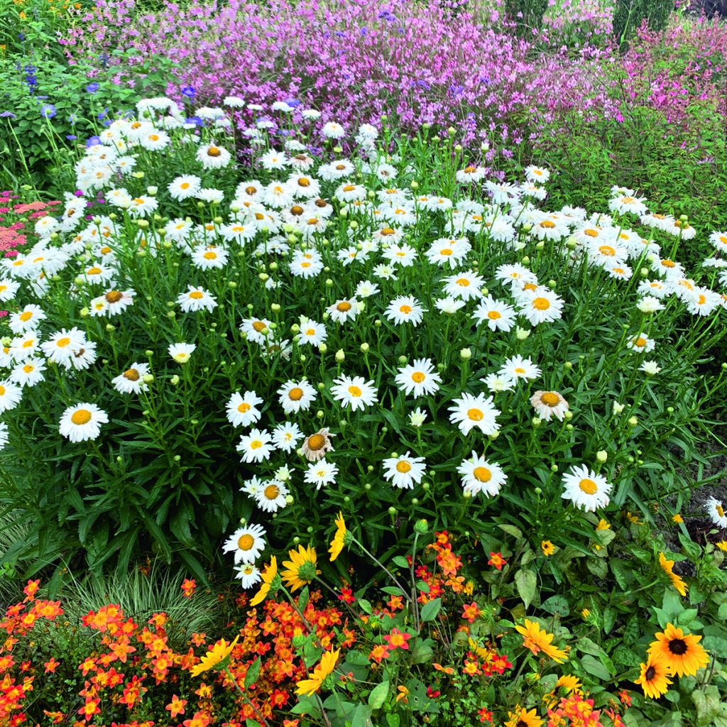 Shasta Daisy Crazy Daisy seeds - Leucanthemum x superbum