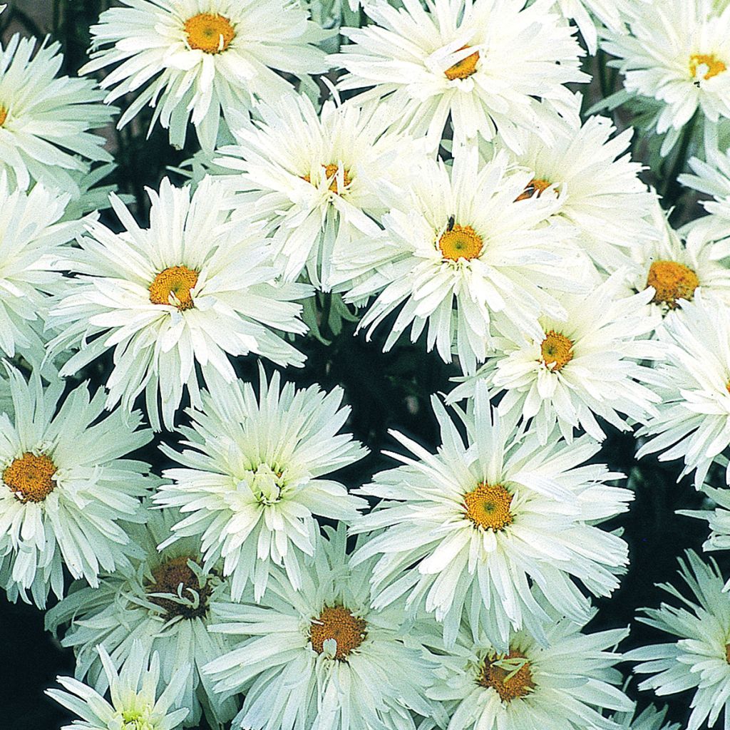 Shasta Daisy Crazy Daisy seeds - Leucanthemum x superbum