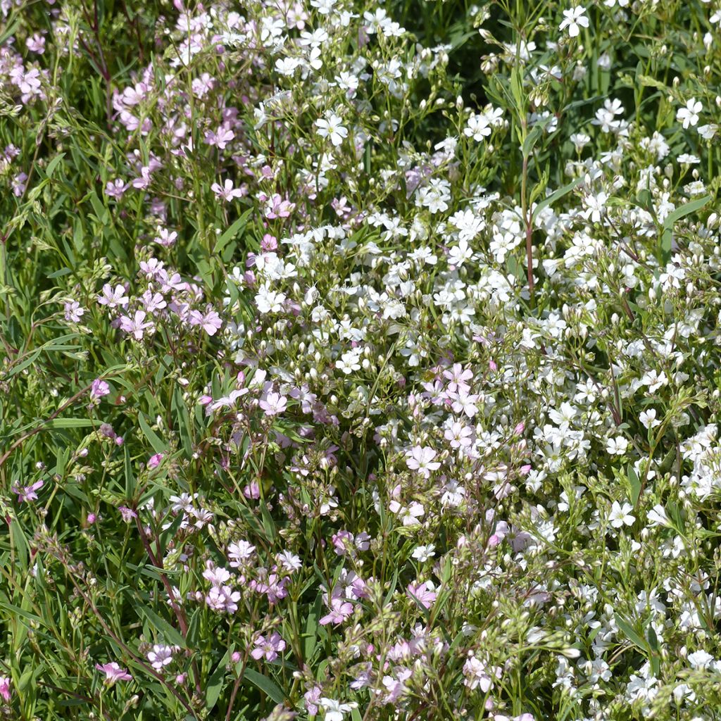 Gypsophila repens Albarosa Mix seeds (Alba, Rosea) - Creeping baby's breath