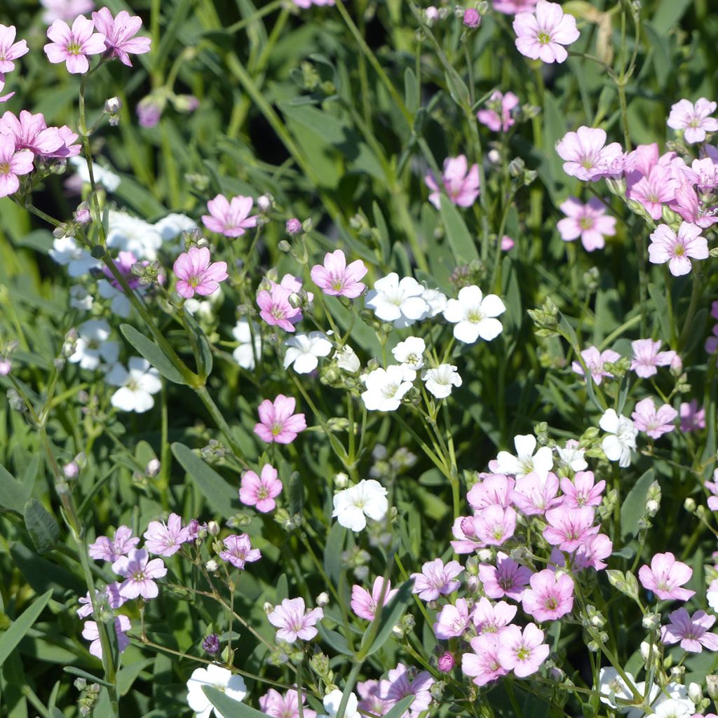 Gypsophila repens Albarosa Mix seeds (Alba, Rosea) - Creeping baby's breath