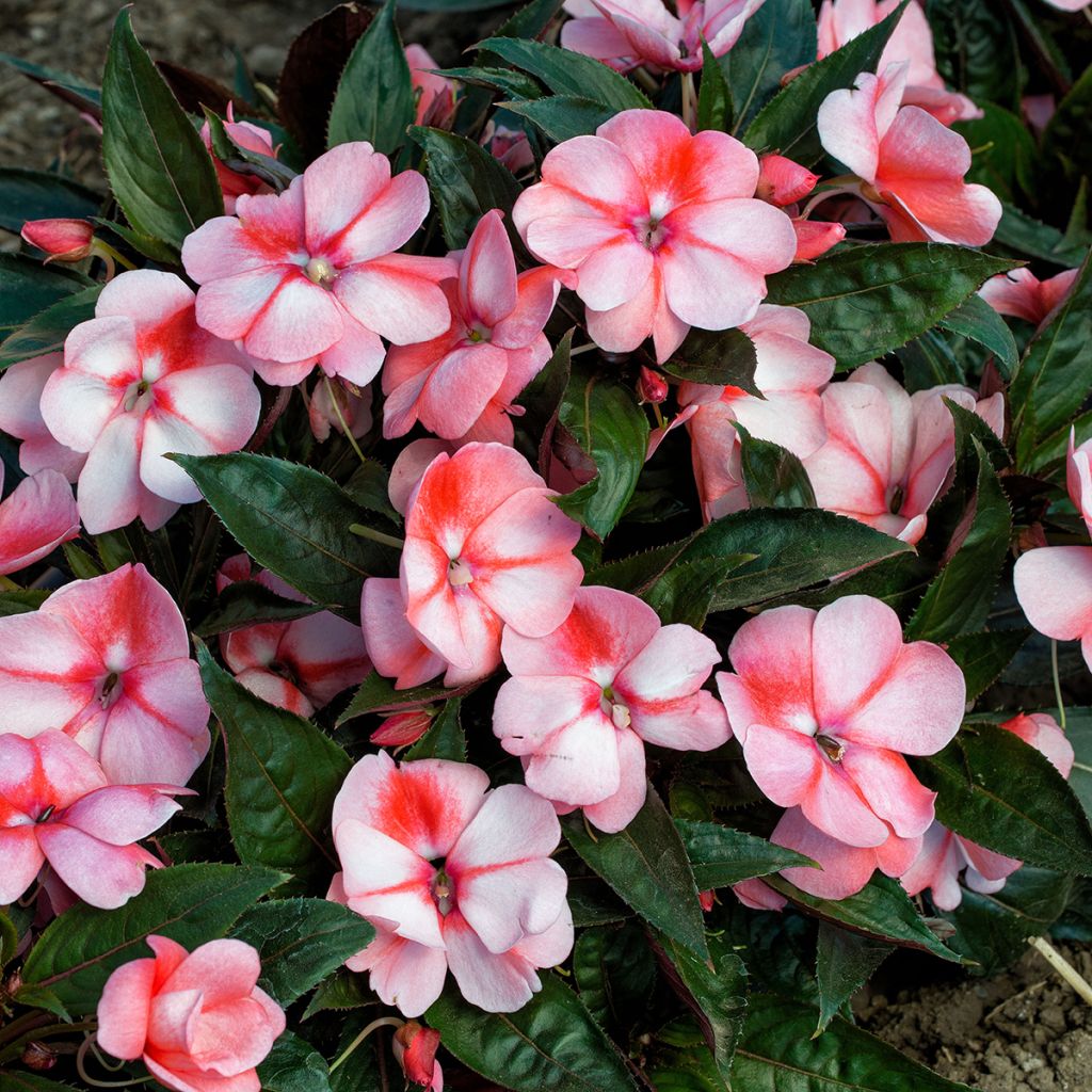 Impatiens x hawkeri Sweet Orange - Impatiente de Nouvelle-Guinée, Impatience de Nouvelle-Guinée
