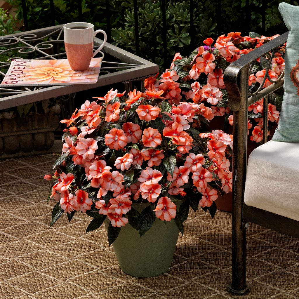 Impatiens x hawkeri Sweet Orange - Impatiente de Nouvelle-Guinée, Impatience de Nouvelle-Guinée