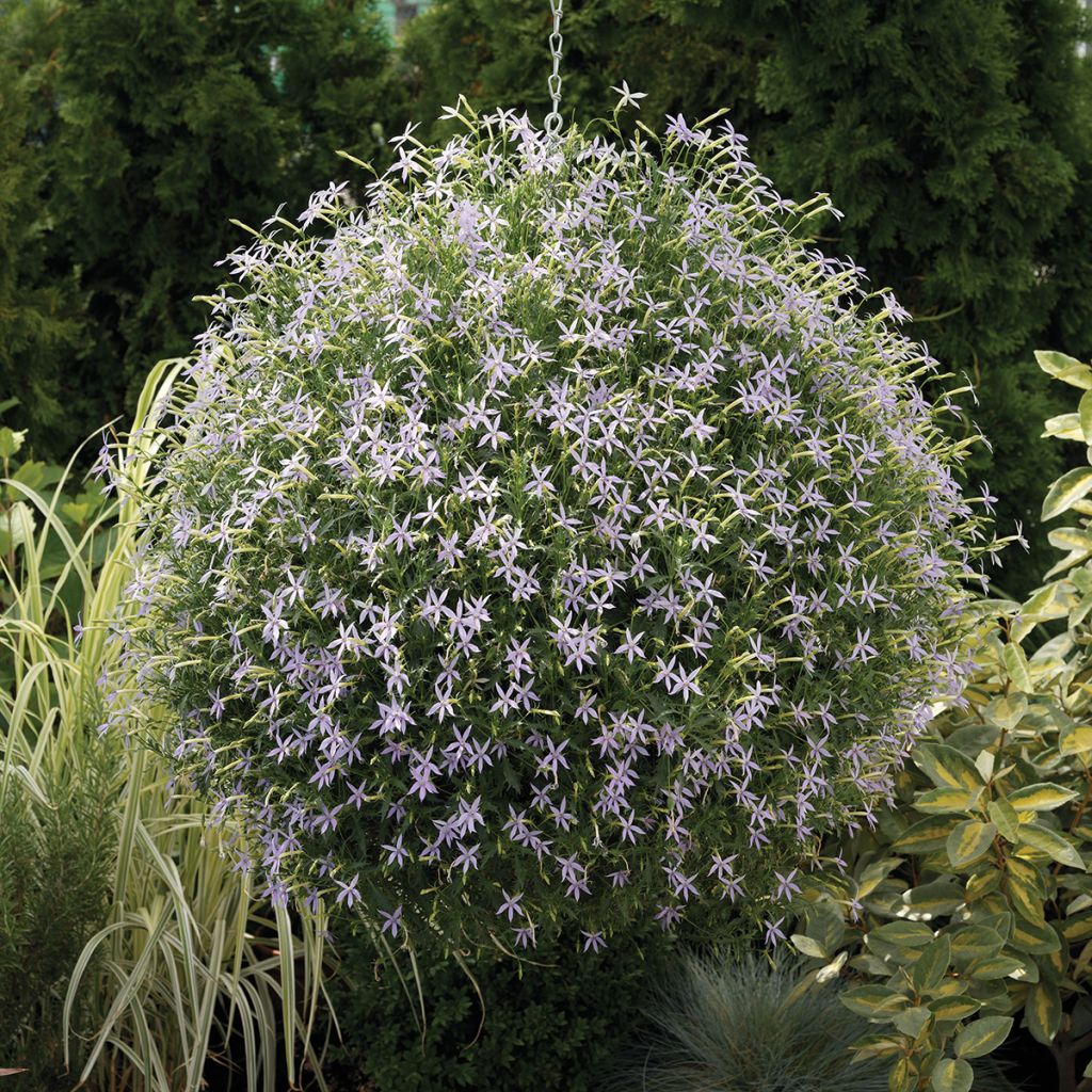 Isotoma axillaris Starshine Blue - Rock Isotome coated seeds