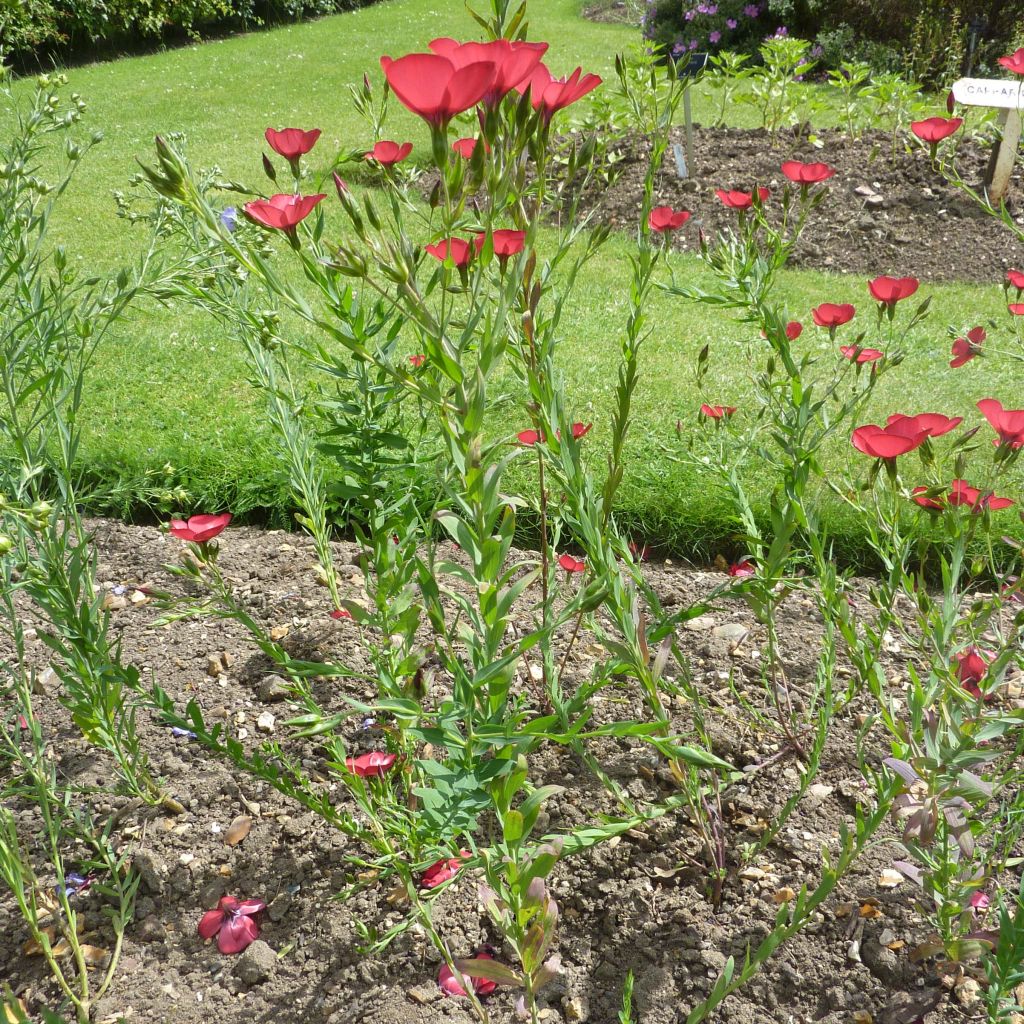 Scarlet Flax Seeds - Linum grandiflorum Rubrum