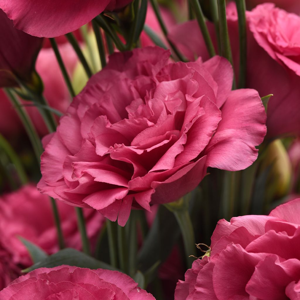 Lisianthus Can Can Carmine Rose seeds - Eustoma grandiflorum