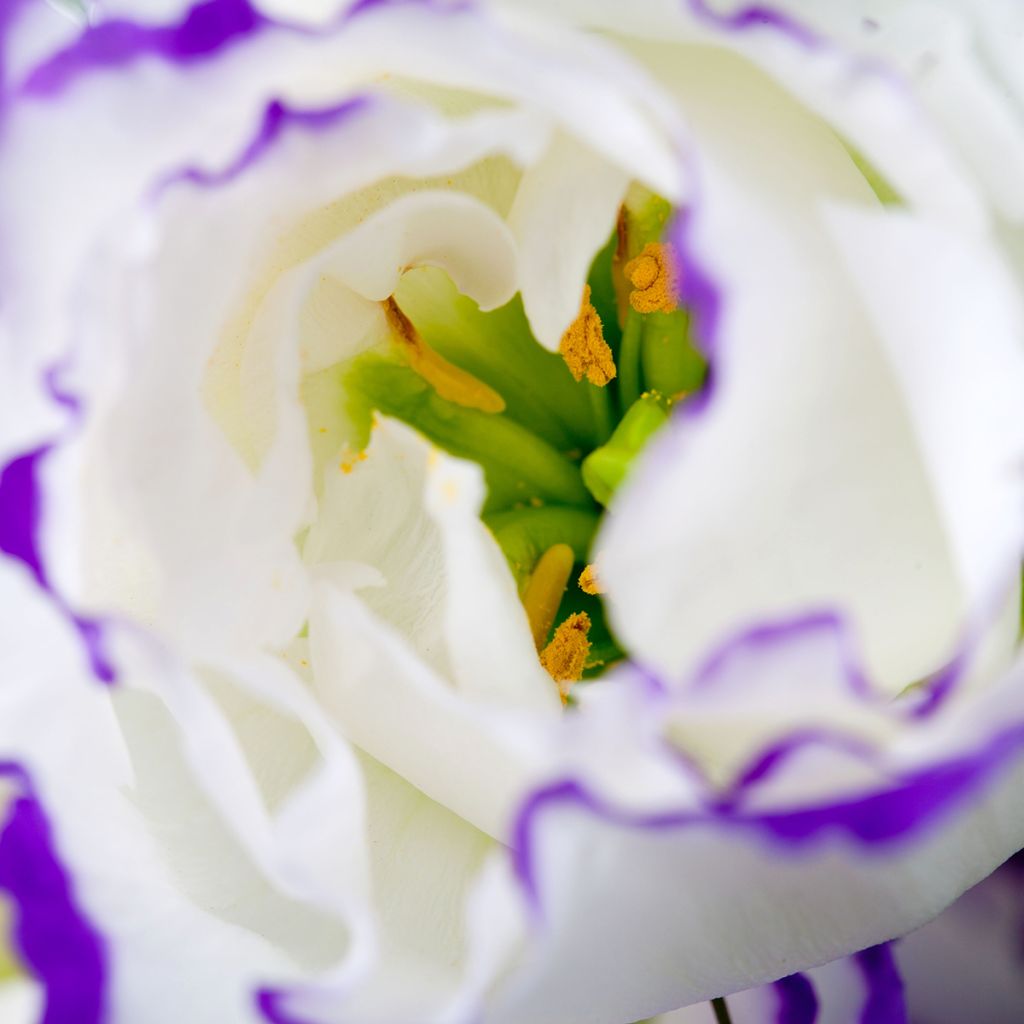Lisianthus Cessna Blue Picotee coated seeds - Eustoma russelianu