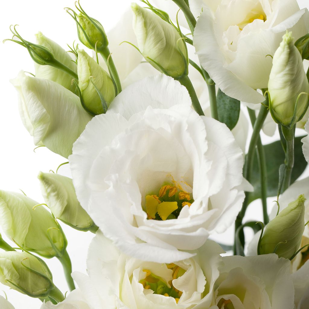 Lisianthus Cessna Pure White coated seeds - Eustoma russelianu