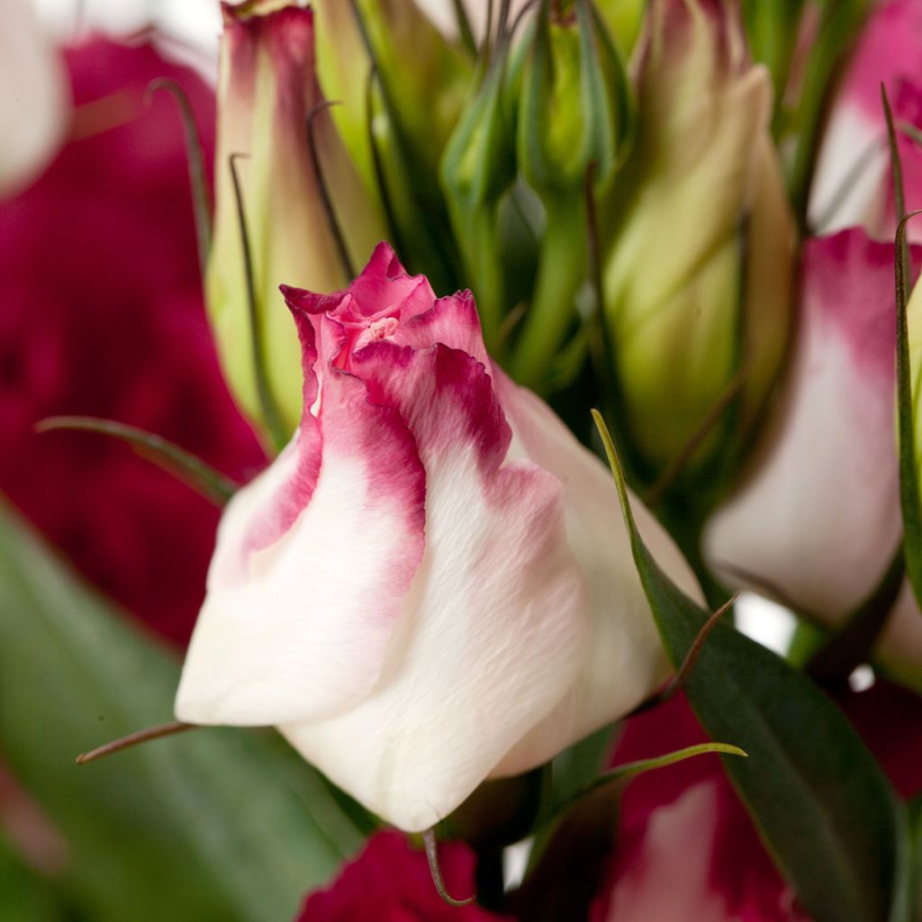 Lisianthus Cessna Vogue IV coated seeds - Eustoma russelianu
