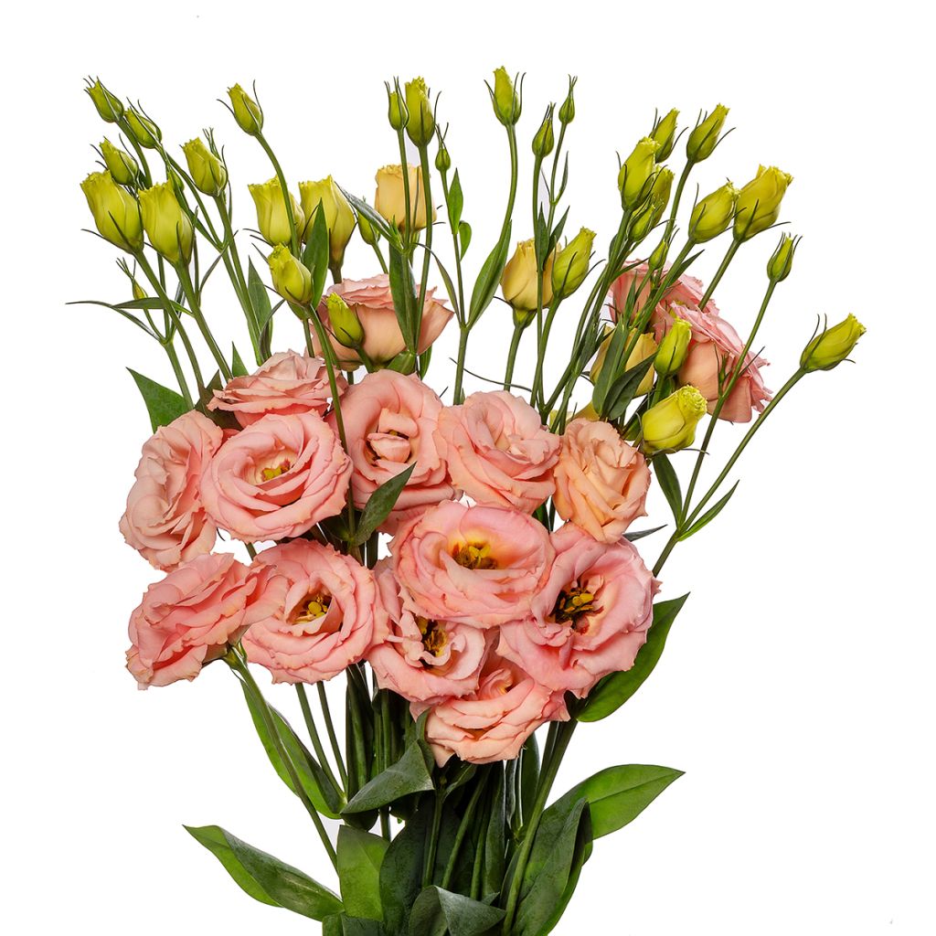 Lisianthus LisAdora Apricot coated seeds - Eustoma russelianu