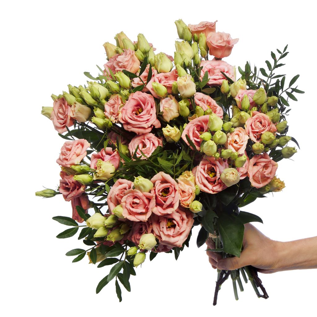 Lisianthus LisAdora Apricot coated seeds - Eustoma russelianu