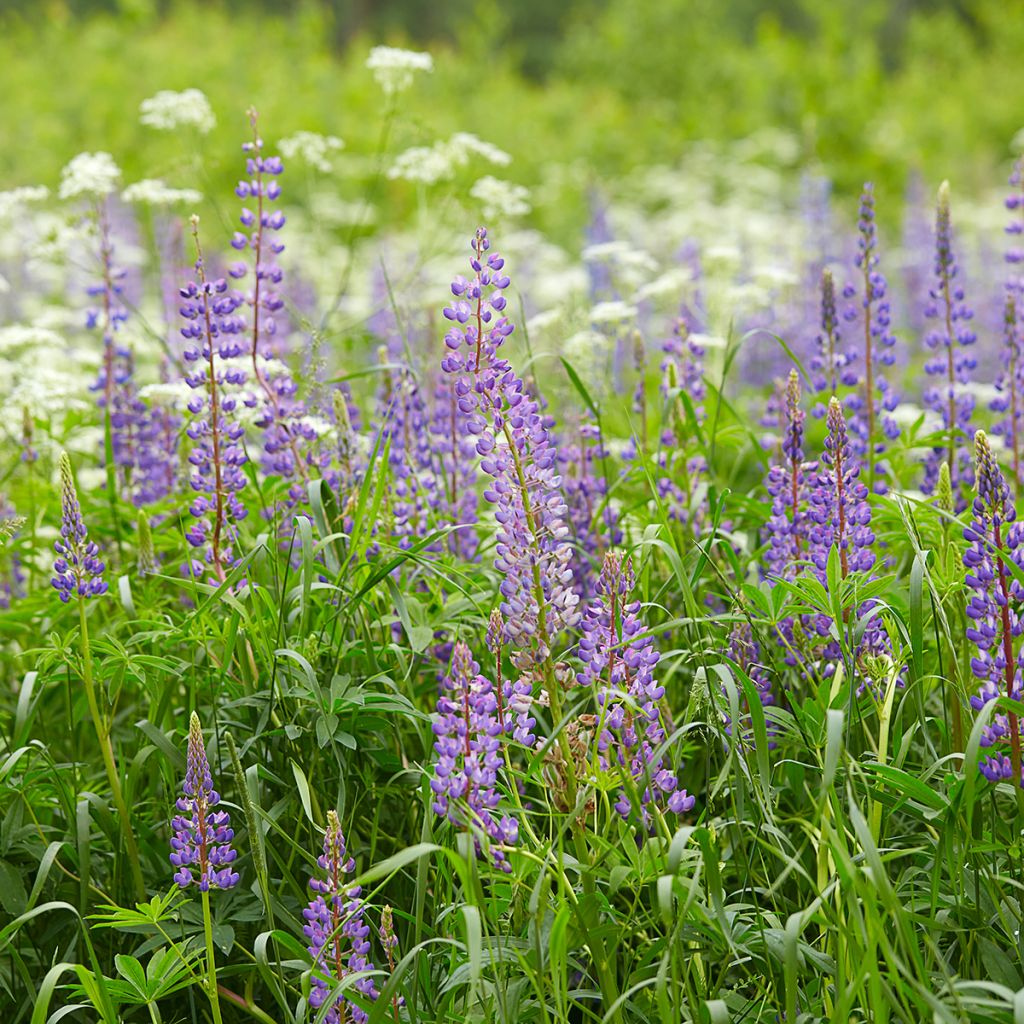 Lupinus perennis - seeds