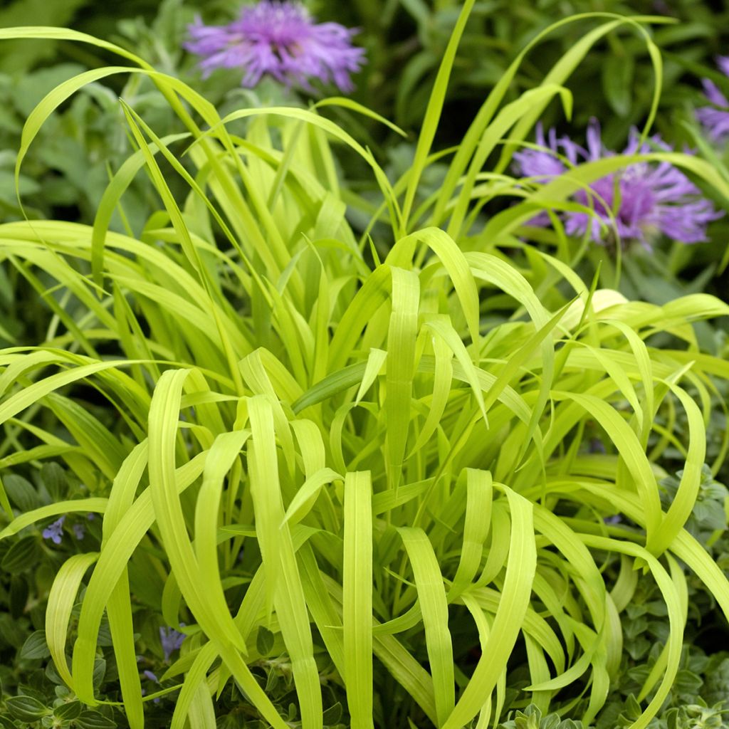 Milium effusum Aureum seeds - Golden Grass