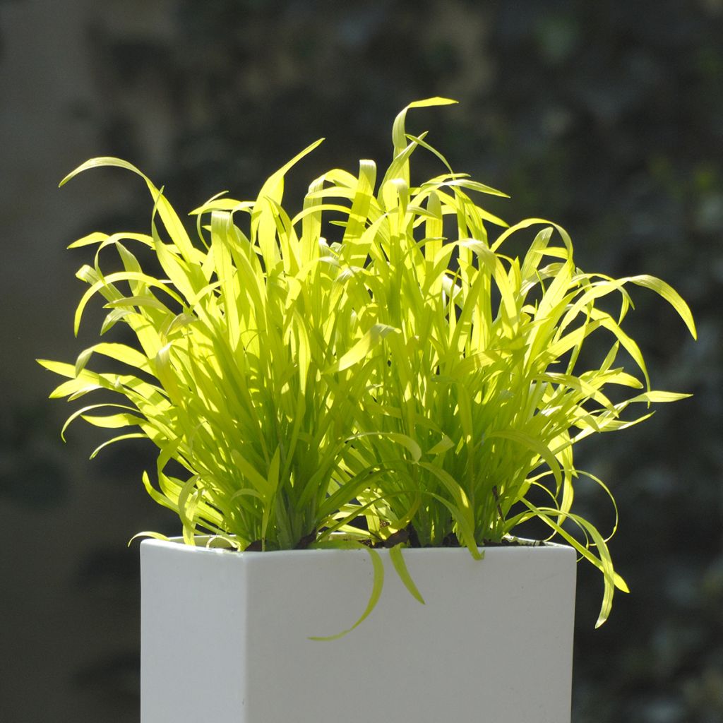 Milium effusum Aureum seeds - Golden Grass