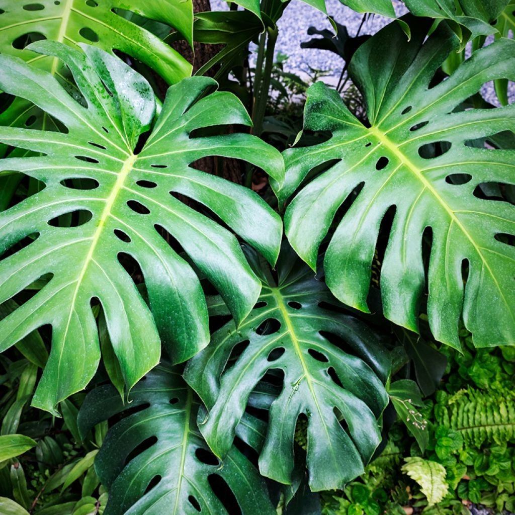 Monstera deliciosa seeds - Swiss cheese plant