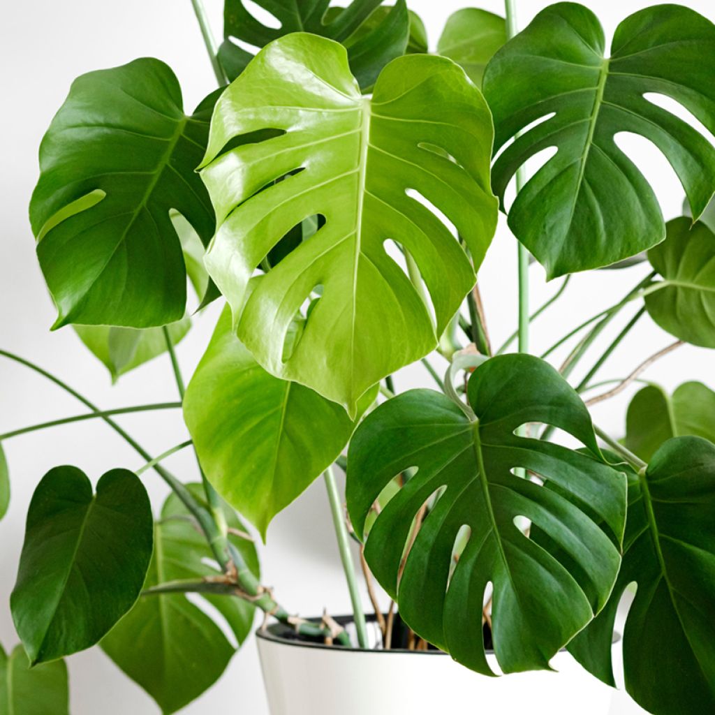 Monstera deliciosa seeds - Swiss cheese plant