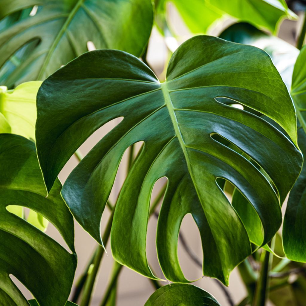 Monstera deliciosa seeds - Swiss cheese plant