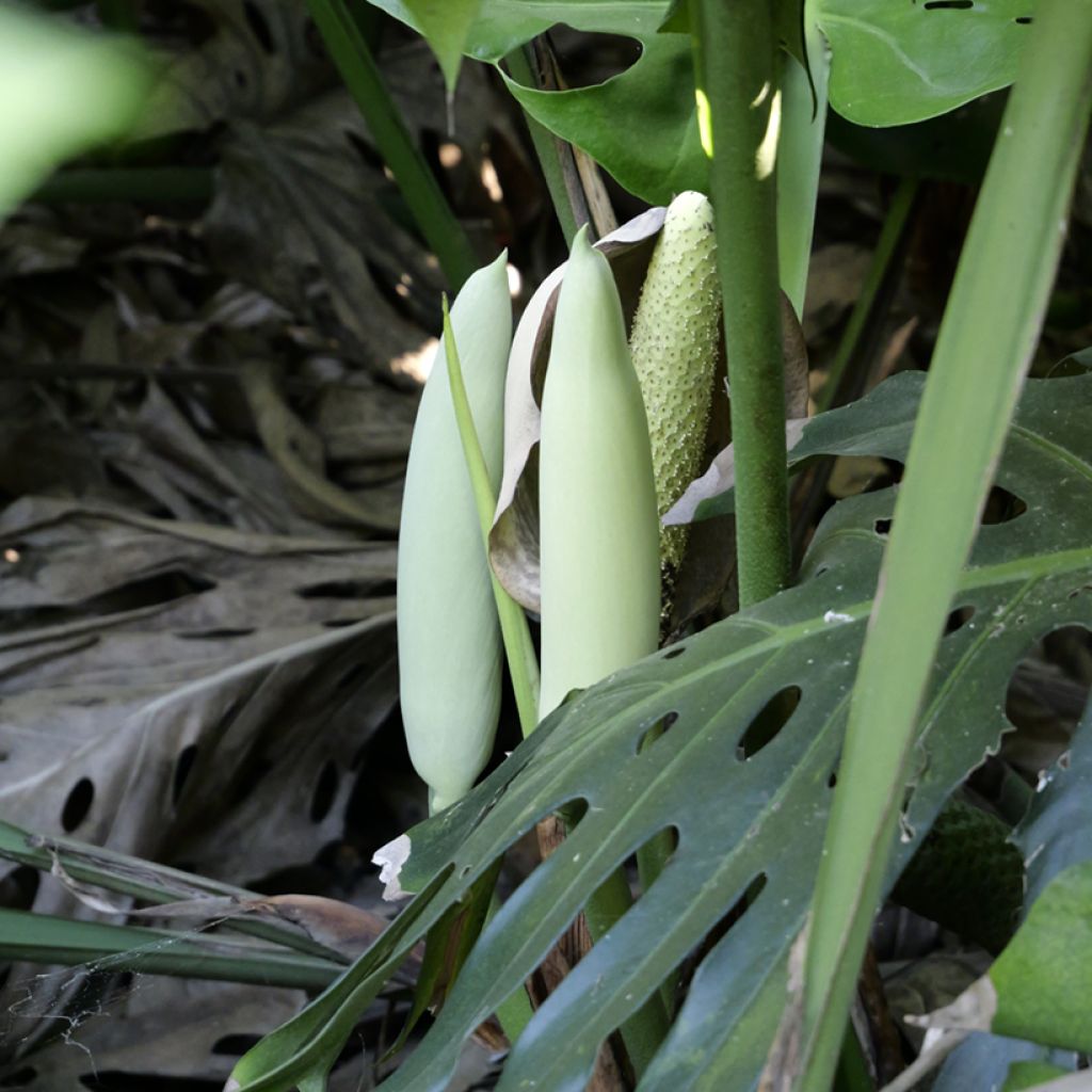 Monstera deliciosa seeds - Swiss cheese plant