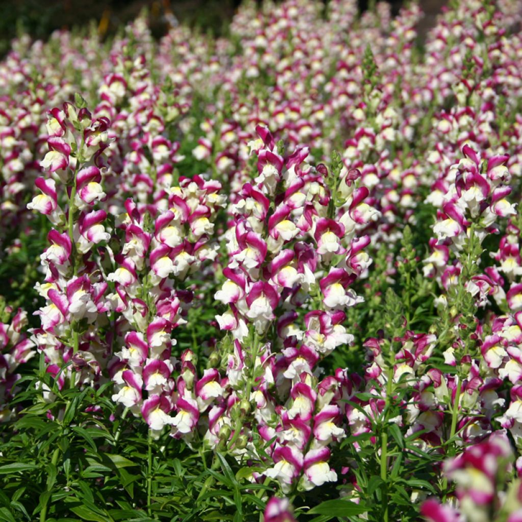 Snapdragon Cherry Twist Seeds - Antirrhinum x majus