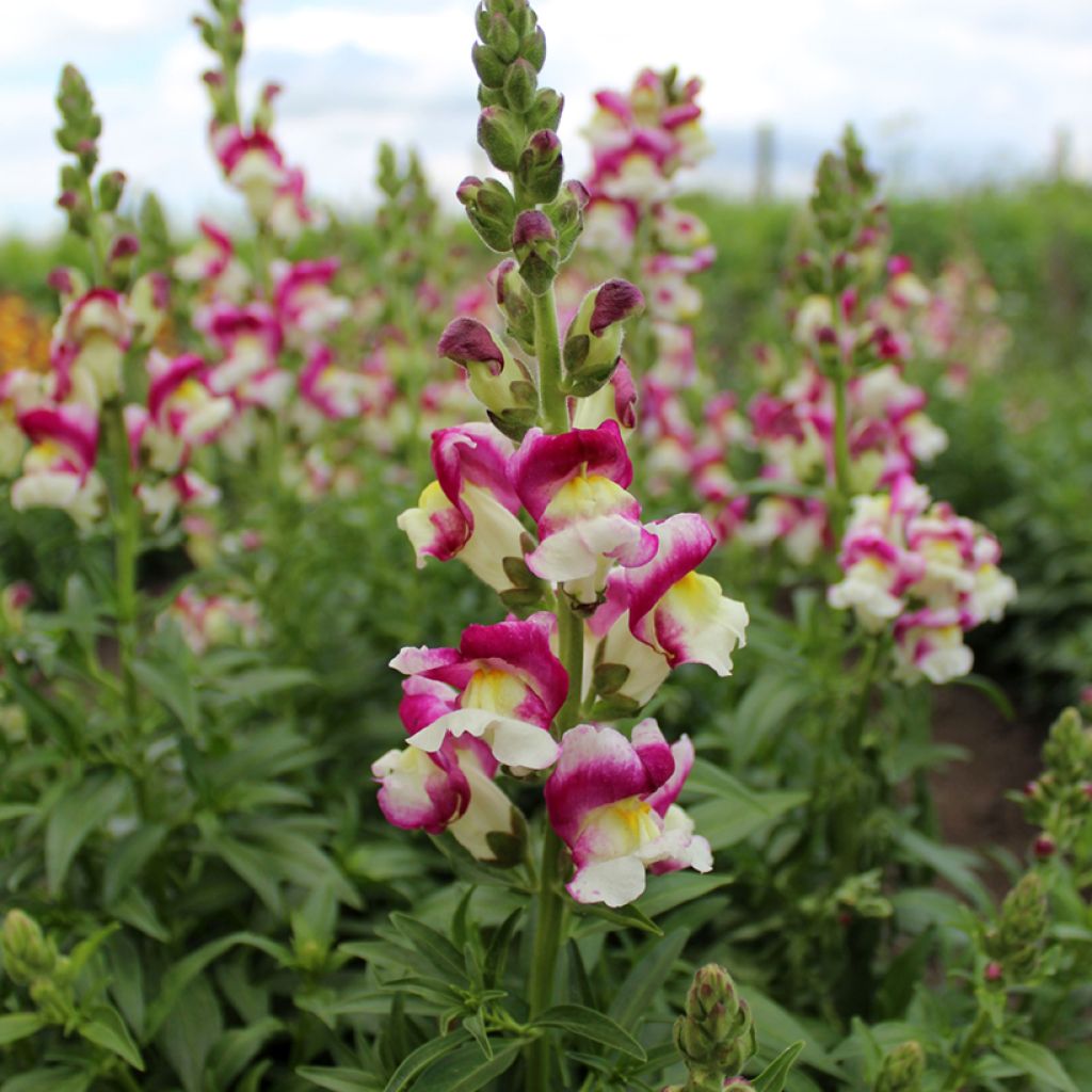 Snapdragon Cherry Twist Seeds - Antirrhinum x majus