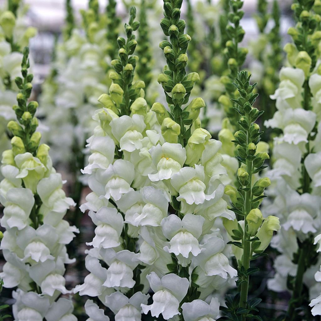 Antirrhinum x majus Fresh White - Gueule de loup, Gueule de lion, Muflier des Jardins, Muflier à grandes fleurs