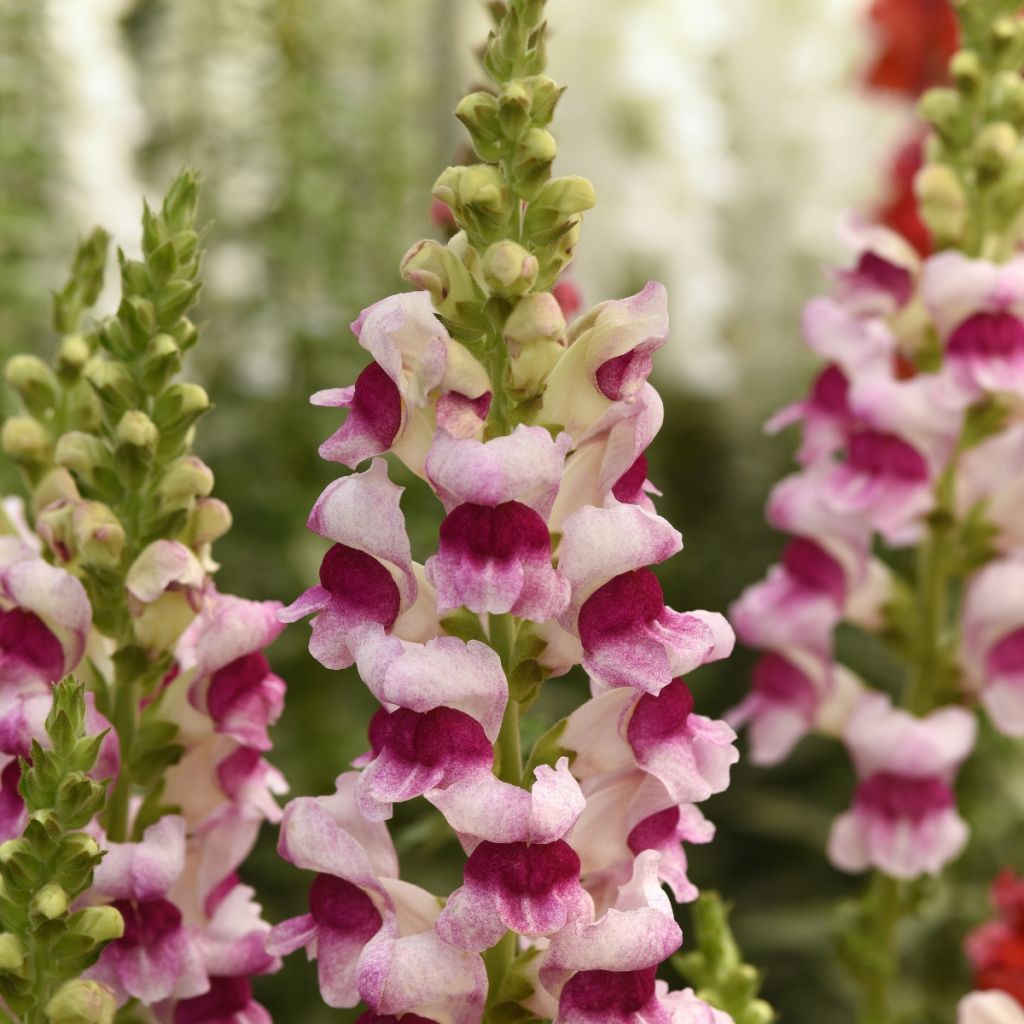 Antirrhinum x majus Potomac Plumblossom F1 seeds - Snapdragon