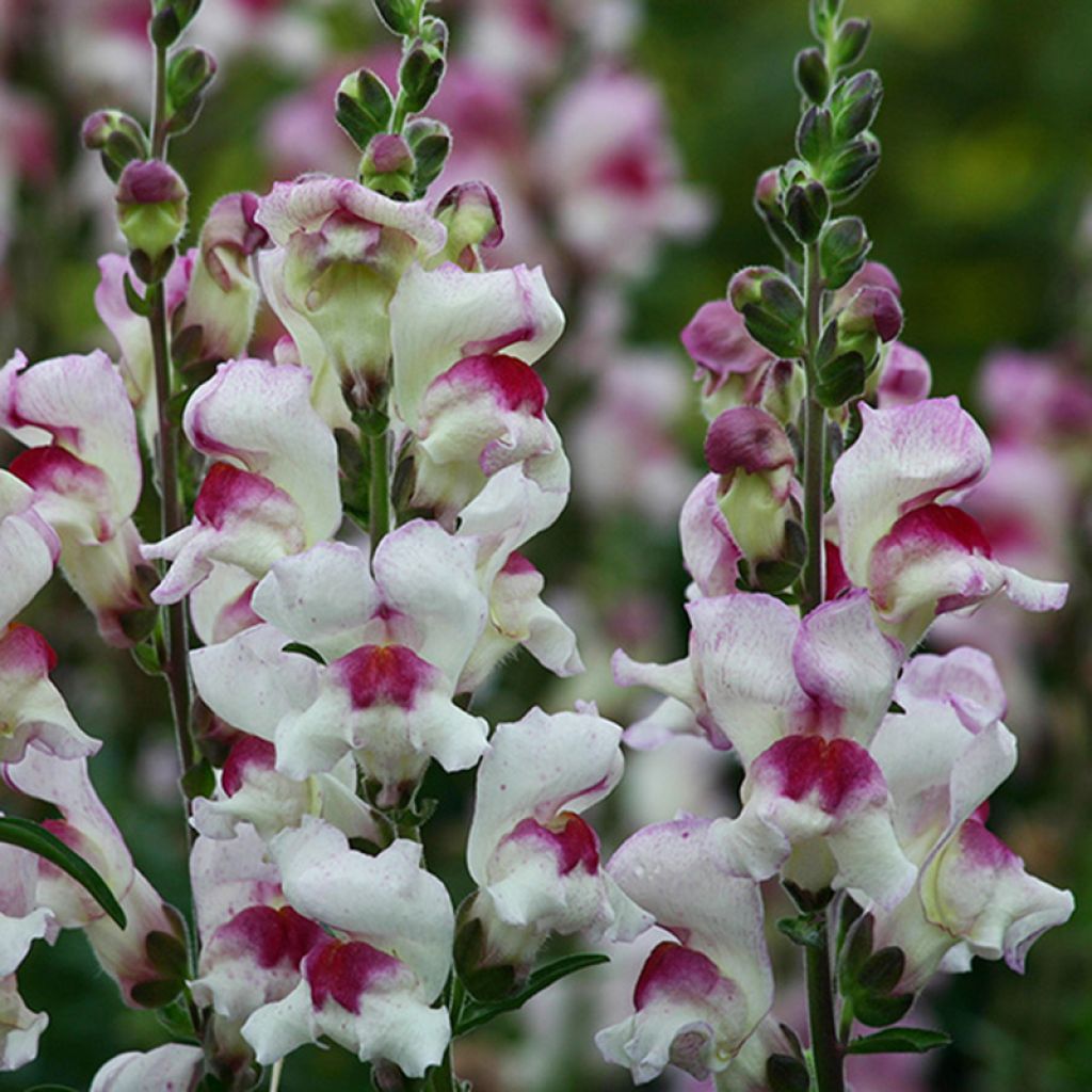 Snapdragon Lucky Lips Seeds - Antirrhinum majus