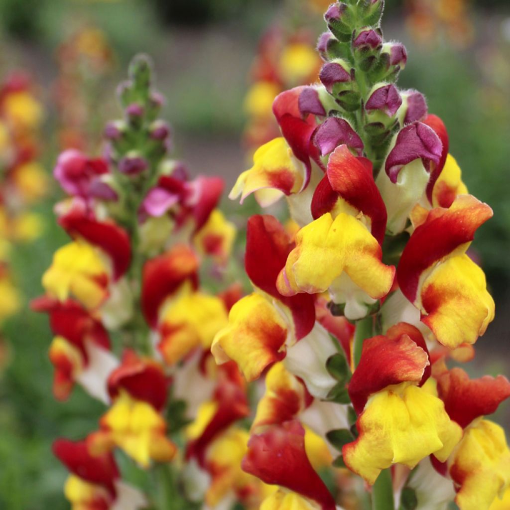 Snapdragon Mango Twist Seeds - Antirrhinum x majus