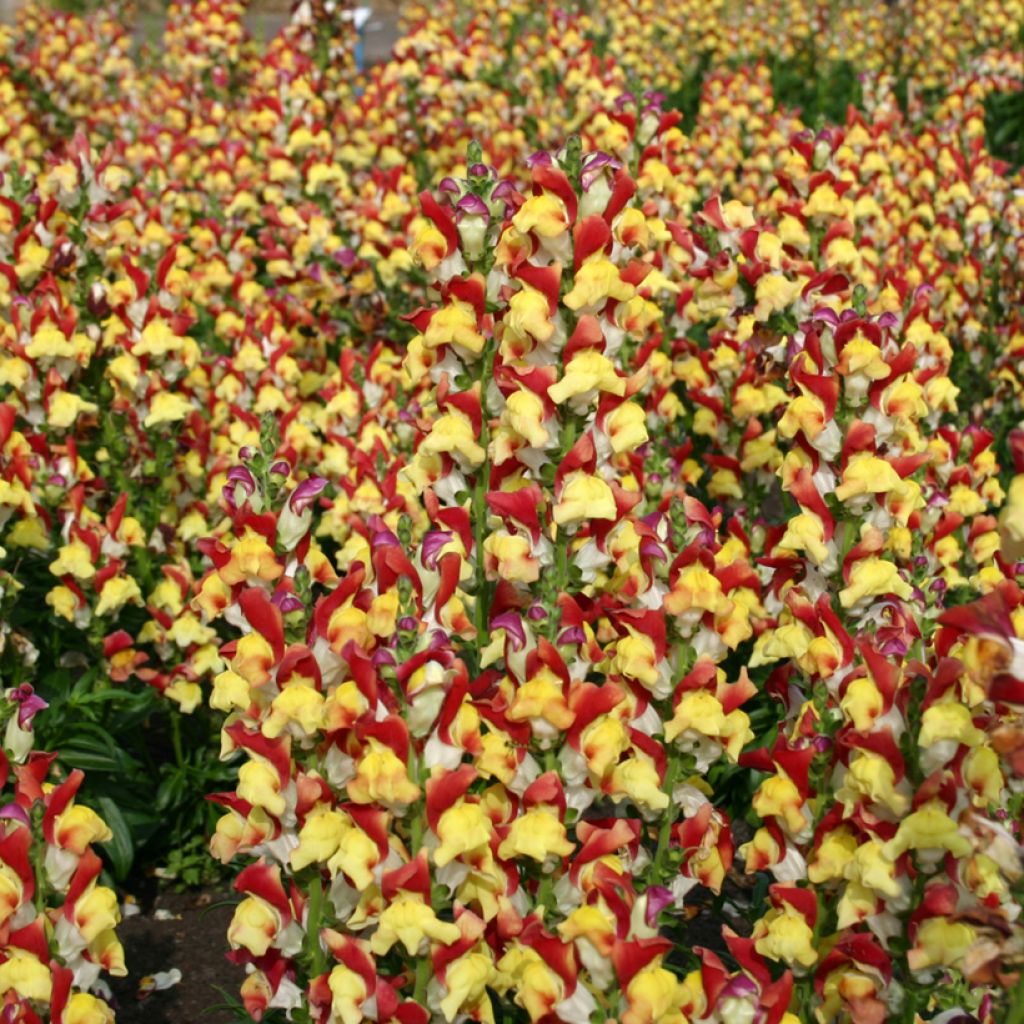 Snapdragon Mango Twist Seeds - Antirrhinum x majus