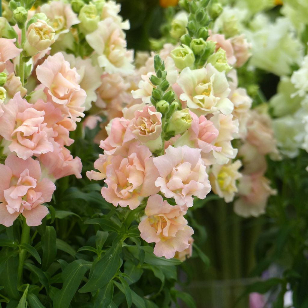 Snapdragon Snapstar Champagne seeds - Antirrhinum majus 